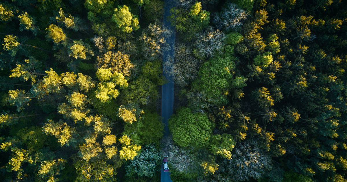 Forêt
